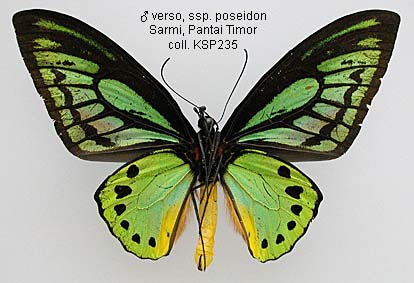 Papua Insects Foundation (Lepidoptera/Papilionidae/Ornithoptera priamus)